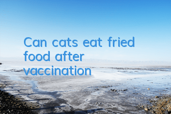 Can cats eat fried food after vaccination?