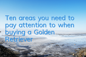 Ten areas you need to pay attention to when buying a Golden Retriever