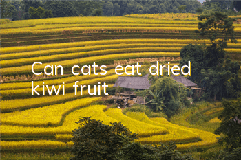 Can cats eat dried kiwi fruit?