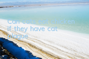 Can cats eat chicken if they have cat plague?