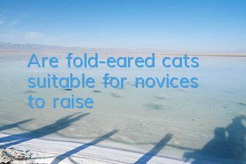 Are fold-eared cats suitable for novices to raise?