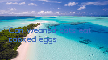Can weaned cats eat cooked eggs?