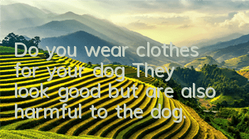 Do you wear clothes for your dog? They look good but are also harmful to the dog.