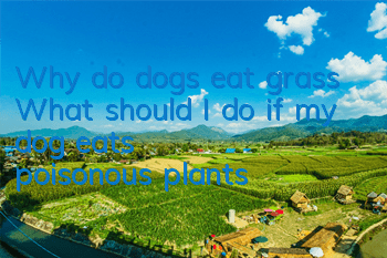 Why do dogs eat grass? What should I do if my dog ​​eats poisonous plants?