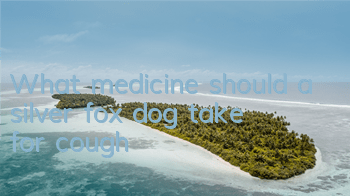 TWhat medicine should a silver fox dog take for cough?