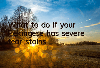 TWhat to do if your Pekingese has severe tear stains