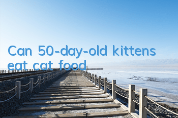 Can 50-day-old kittens eat cat food?