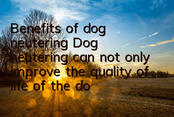 Benefits of dog neutering Dog neutering can not only improve the quality of life of the dog but also the owner!