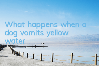 TWhat happens when a dog vomits yellow water?