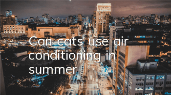 Can cats use air conditioning in summer?