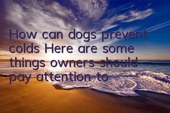 How can dogs prevent colds? Here are some things owners should pay attention to