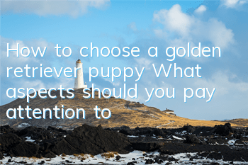How to choose a golden retriever puppy? What aspects should you pay attention to?