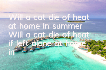 Will a cat die of heat at home in summer? Will a cat die of heat if left alone at home in summer?