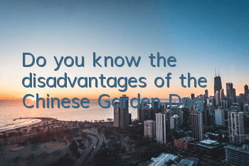 Do you know the disadvantages of the Chinese Garden Dog?