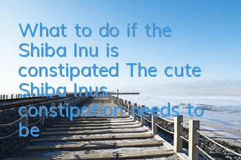 What to do if the Shiba Inu is constipated? The cute Shiba Inu’s constipation needs to be solved in time!