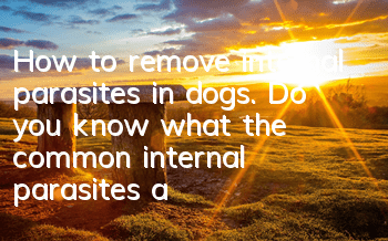 How to remove internal parasites in dogs. Do you know what the common internal parasites are?