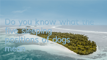 Do you know what the five sleeping positions of dogs mean?