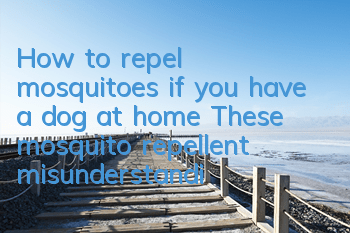How to repel mosquitoes if you have a dog at home? These mosquito repellent misunderstandings may kill your dog