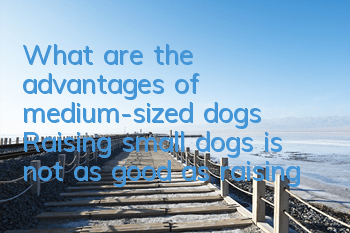 What are the advantages of medium-sized dogs? Raising small dogs is not as good as raising medium-sized dogs