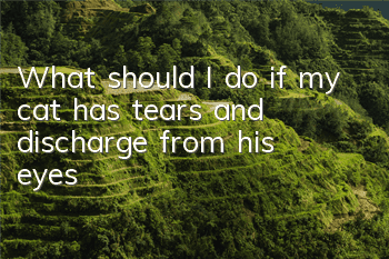 What should I do if my cat has tears and discharge from his eyes?