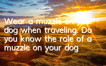 Wear a muzzle on your dog when traveling. Do you know the role of a muzzle on your dog?
