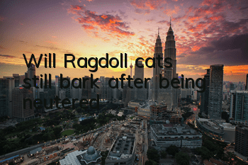 TWill Ragdoll cats still bark after being neutered?