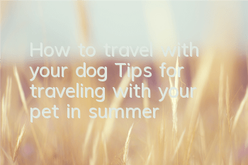 How to travel with your dog Tips for traveling with your pet in summer