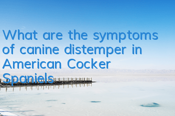 TWhat are the symptoms of canine distemper in American Cocker Spaniels?