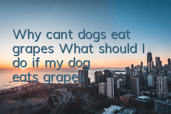 Why can’t dogs eat grapes? What should I do if my dog ​​eats grapes?