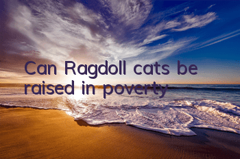 Can Ragdoll cats be raised in poverty?