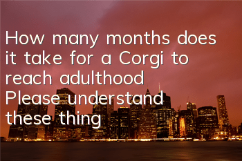 How many months does it take for a Corgi to reach adulthood? Please understand these things first when raising a Corgi