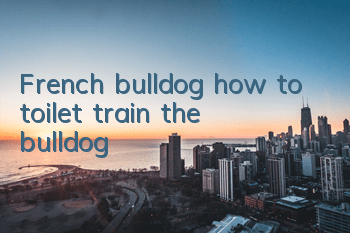 TFrench bulldog, how to toilet train the bulldog?