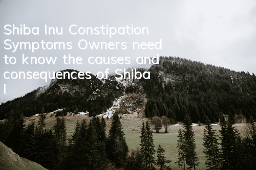 Shiba Inu Constipation Symptoms Owners need to know the causes and consequences of Shiba Inu constipation!