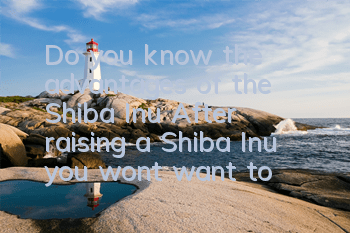 Do you know the advantages of the Shiba Inu? After raising a Shiba Inu, you won’t want to raise another dog.
