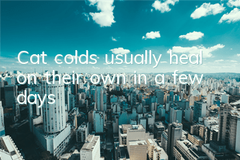 Cat colds usually heal on their own in a few days