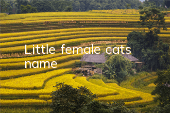 Little female cat’s name