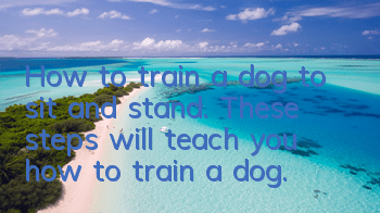 How to train a dog to sit and stand. These steps will teach you how to train a dog.