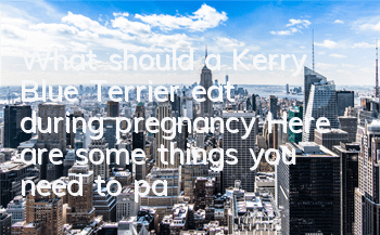 What should a Kerry Blue Terrier eat during pregnancy? Here are some things you need to pay attention to when your Kerry Blue Terrier is pregnant!