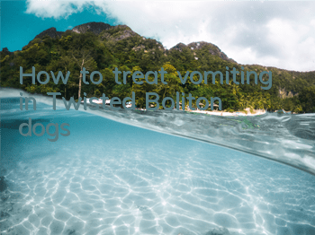 THow to treat vomiting in Twisted Boliton dogs