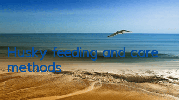 Husky feeding and care methods