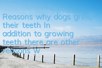 Reasons why dogs grind their teeth In addition to growing teeth, there are other reasons why dogs grind their teeth.