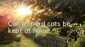 Can leopard cats be kept at home?
