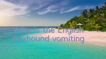 TWhy is the English Foxhound vomiting?