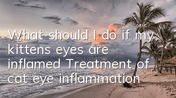 What should I do if my kitten’s eyes are inflamed? Treatment of cat eye inflammation