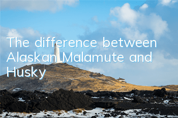 The difference between Alaskan Malamute and Husky