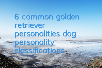 T6 common golden retriever personalities, dog personality classifications!