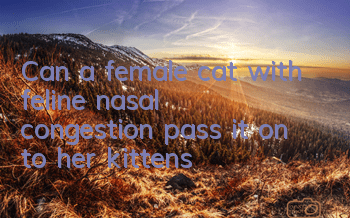 TCan a female cat with feline nasal congestion pass it on to her kittens?