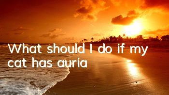 What should I do if my cat has auria?
