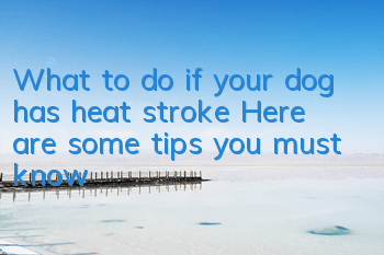 What to do if your dog has heat stroke? Here are some tips you must know