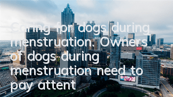 Caring for dogs during menstruation. Owners of dogs during menstruation need to pay attention to the following points!